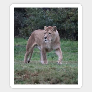 beautiful Lion walking, lion lover, photo. Sticker